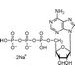 腺苷-5′-三磷酸二钠盐(ATP)